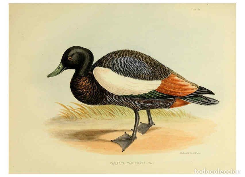 Collectionnisme de Revues et Journaux: Reproducci&oacute;n/Reproduction 6257855145: The zoology of the voyage of the H.M.S. Erebus & Terror. v.1.