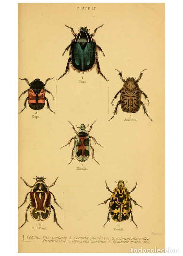 Collectionnisme de Revues et Journaux: Reproducci&oacute;n/Reproduction 6008009333: The natural history of beetles Edinburgh :Henry G. Bohn,1852 -