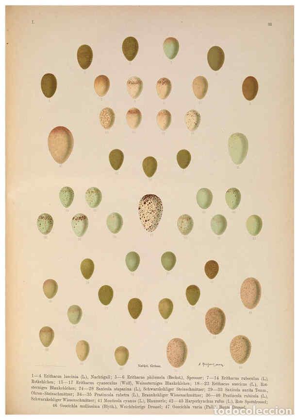 Collectionnisme de Revues et Journaux: Reproducci&oacute;n/Reproduction 6008731916: Naumann, Naturgeschichte der V&ouml;gel Mitteleuropas. v.1 Gera-Unt