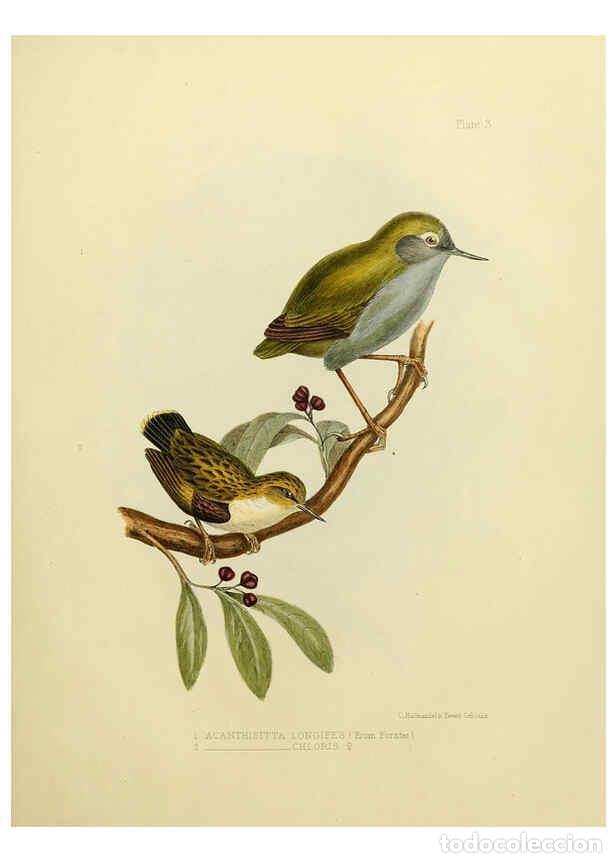 Collectionnisme de Revues et Journaux: Reproducci&oacute;n/Reproduction 6257852031: The zoology of the voyage of the H.M.S. Erebus & Terror. v.1.