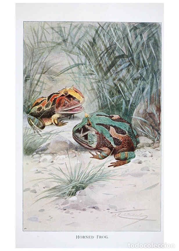 Collectionnisme de Revues et Journaux: Reproducci&oacute;n/Reproduction 6263679370: Wild life of the world. v.2. London ;F. Warne and co.,1916 - R