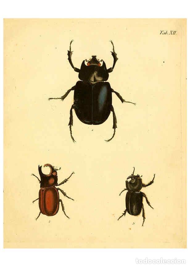 Collectionnisme de Revues et Journaux: Reproducci&oacute;n/Reproduction 6008781734: Abbildungen zu Karl Illiger's Uebersetzung von Olivier's Entom