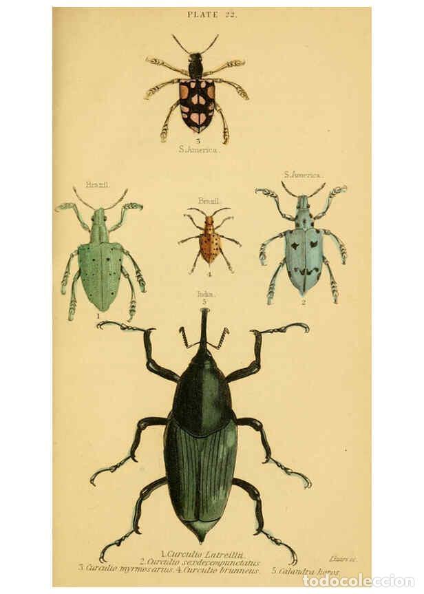 Collectionnisme de Revues et Journaux: Reproducci&oacute;n/Reproduction 6008010041: The natural history of beetles Edinburgh :Henry G. Bohn,1852 -