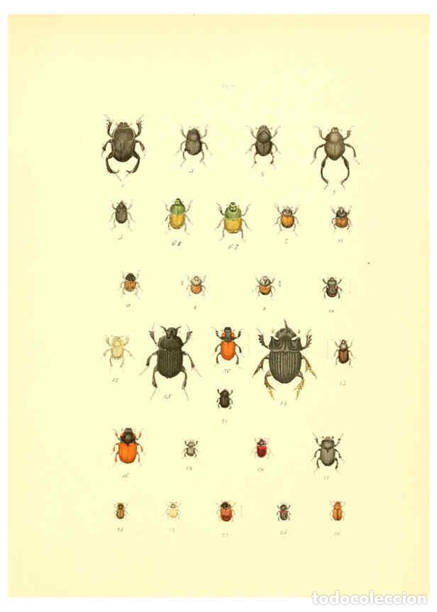 Collectionnisme de Revues et Journaux: Reproducci&oacute;n/Reproduction 6008704976: Mus&eacute;e entomologique illustr&eacute; t.1 Paris :Rothschild,1876-1878 -