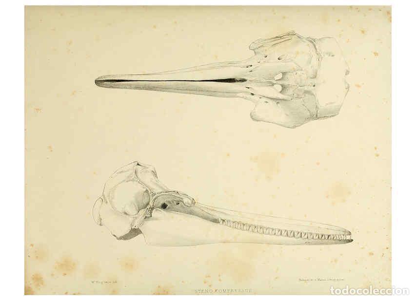 Collectionnisme de Revues et Journaux: Reproducci&oacute;n/Reproduction 6258374042: The zoology of the voyage of the H.M.S. Erebus & Terror. v.1.