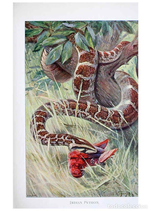 Collectionnisme de Revues et Journaux: Reproducci&oacute;n/Reproduction 6263675714: Wild life of the world. v.2. London ;F. Warne and co.,1916 - R