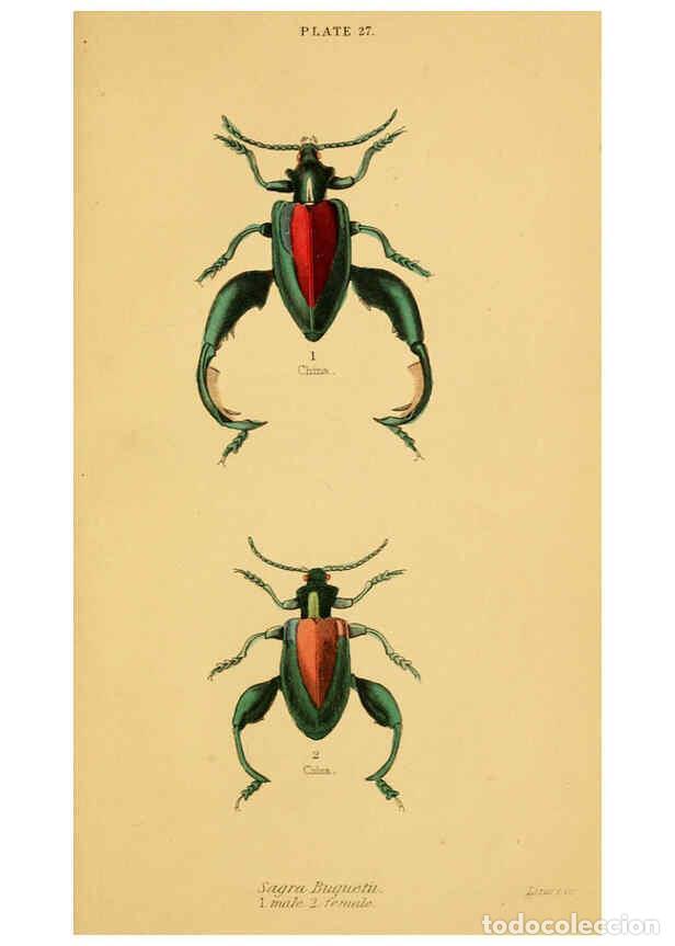 Collectionnisme de Revues et Journaux: Reproducci&oacute;n/Reproduction 6008558432: The natural history of beetles Edinburgh :Henry G. Bohn,1852 -