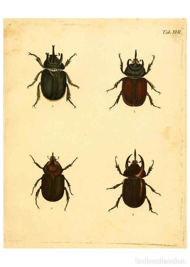 Collectionnisme de Revues et Journaux: Reproducci&oacute;n/Reproduction 6008782804: Abbildungen zu Karl Illiger's Uebersetzung von Olivier's Entom