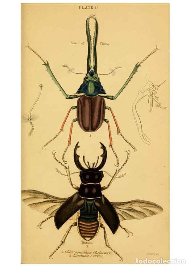 Collectionnisme de Revues et Journaux: Reproducci&oacute;n/Reproduction 6008556668: The natural history of beetles Edinburgh :Henry G. Bohn,1852 -