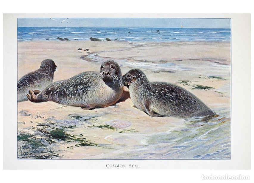 Collectionnisme de Revues et Journaux: Reproducci&oacute;n/Reproduction 6263676660: Wild life of the world. v.2. London ;F. Warne and co.,1916 - R