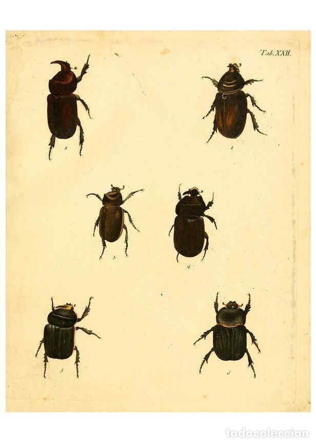 Collectionnisme de Revues et Journaux: Reproducci&oacute;n/Reproduction 6008236273: Abbildungen zu Karl Illiger's Uebersetzung von Olivier's Entom