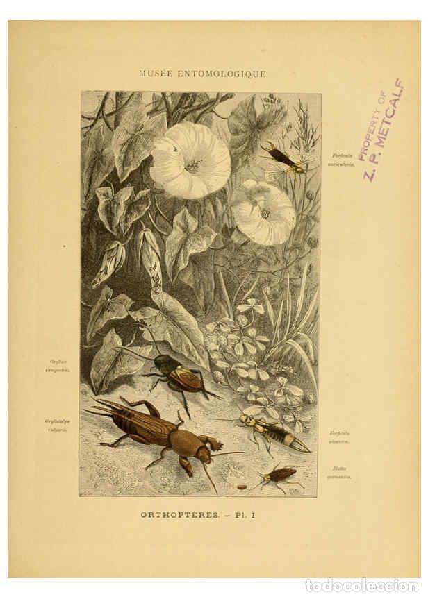 Collectionnisme de Revues et Journaux: Reproducci&oacute;n/Reproduction 6008126611: Les insectes Paris,J. Rothschild,1878 - Jules Rothschild