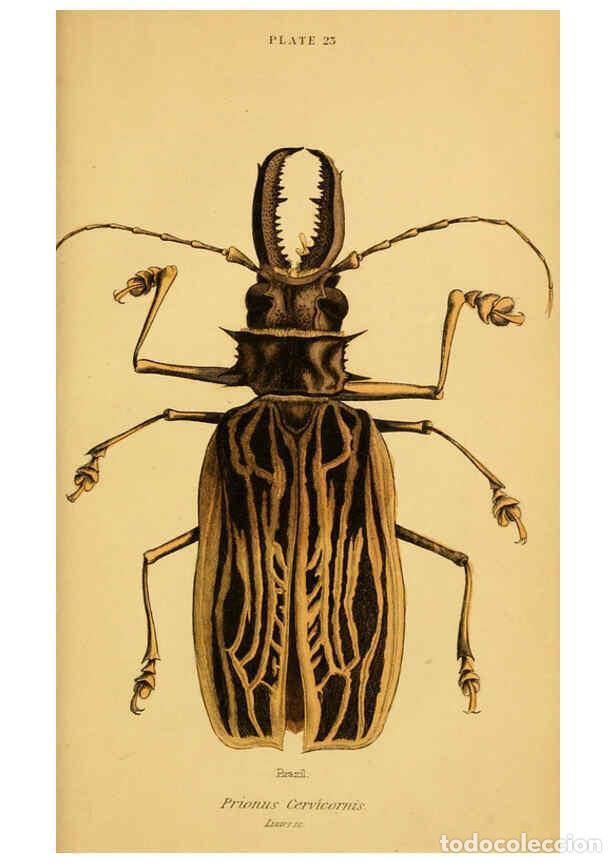 Collectionnisme de Revues et Journaux: Reproducci&oacute;n/Reproduction 6008010479: The natural history of beetles Edinburgh :Henry G. Bohn,1852 -
