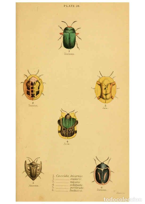 Collectionnisme de Revues et Journaux: Reproducci&oacute;n/Reproduction 6008011357: The natural history of beetles Edinburgh :Henry G. Bohn,1852 -