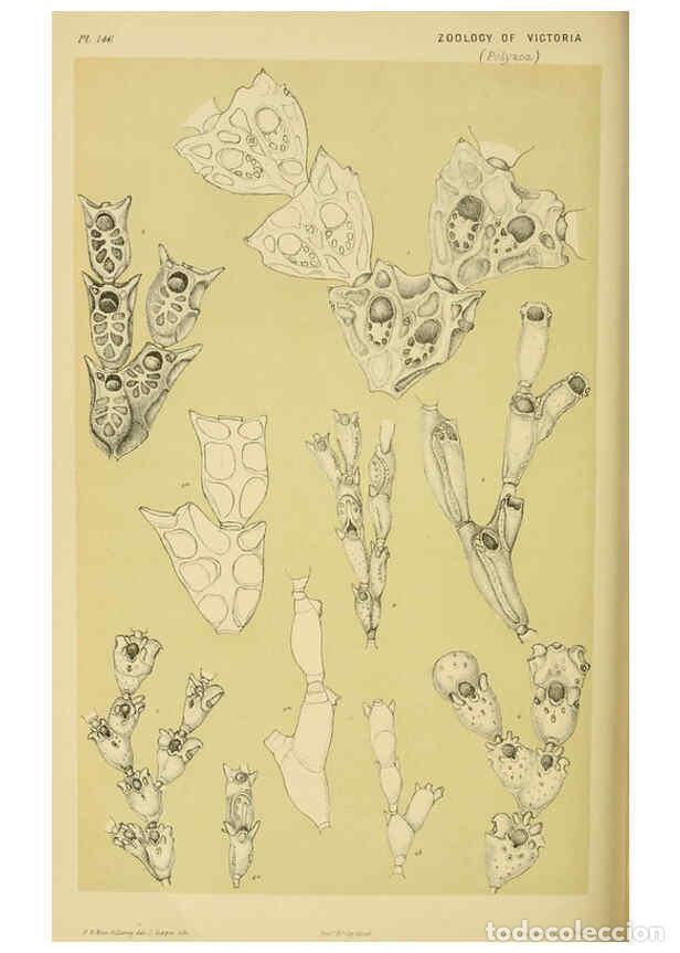 Collectionnisme de Revues et Journaux: Reproducci&oacute;n/Reproduction 6007971687: Natural history of Victoria. Dec.11-15 Melbourne,J.Ferres, gov