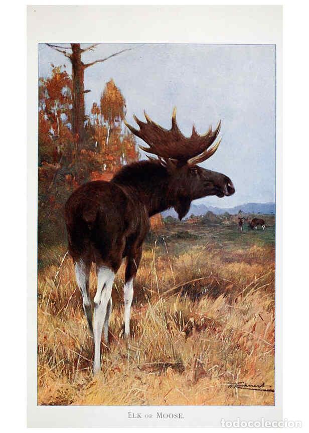 Collectionnisme de Revues et Journaux: Reproducci&oacute;n/Reproduction 6263152413: Wild life of the world. v.2. London ;F. Warne and co.,1916 - R