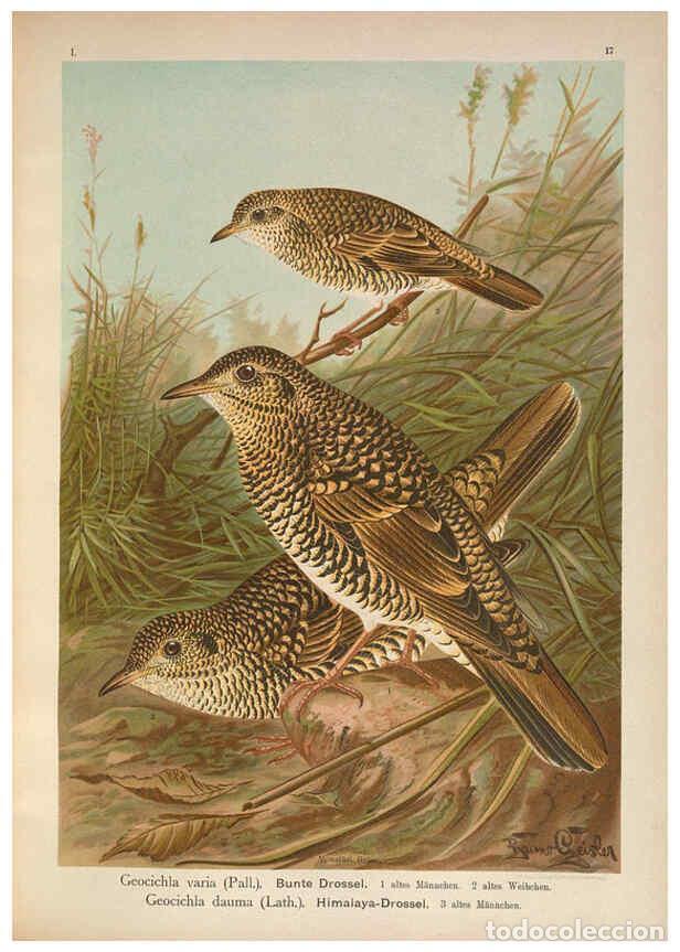 Collectionnisme de Revues et Journaux: Reproducci&oacute;n/Reproduction 6008181511: Naumann, Naturgeschichte der V&ouml;gel Mitteleuropas. v.1 Gera-Unt