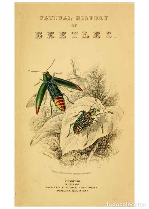 Collectionnisme de Revues et Journaux: Reproducci&oacute;n/Reproduction 6008553780: The natural history of beetles Edinburgh :Henry G. Bohn,1852 -