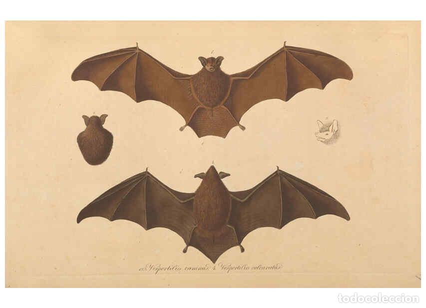 Collection Magazines and Newspapers: Reproducci&oacute;n/Reproduction 6011859221: Abbildungen zur Naturgeschichte Brasiliens Weimar :im Verlage