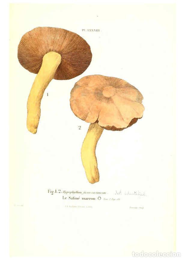 Collection Magazines and Newspapers: Reproducci&oacute;n/Reproduction 6266967016: Iconographie des champignons de Paulet New York,H. Bailli&egrave;re;