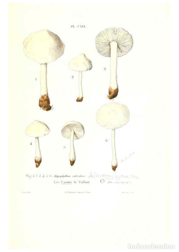 Collection Magazines and Newspapers: Reproducci&oacute;n/Reproduction 6266446261: Iconographie des champignons de Paulet New York,H. Bailli&egrave;re;