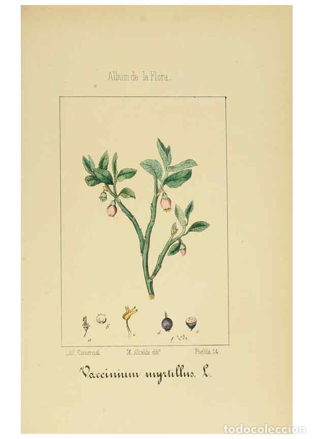 Collection Magazines and Newspapers: Reproducci&oacute;n/Reproduction 6011796119: Album de la flora m&eacute;dico-farmac&eacute;utica &eacute; industrial, ind&iacute;gena y