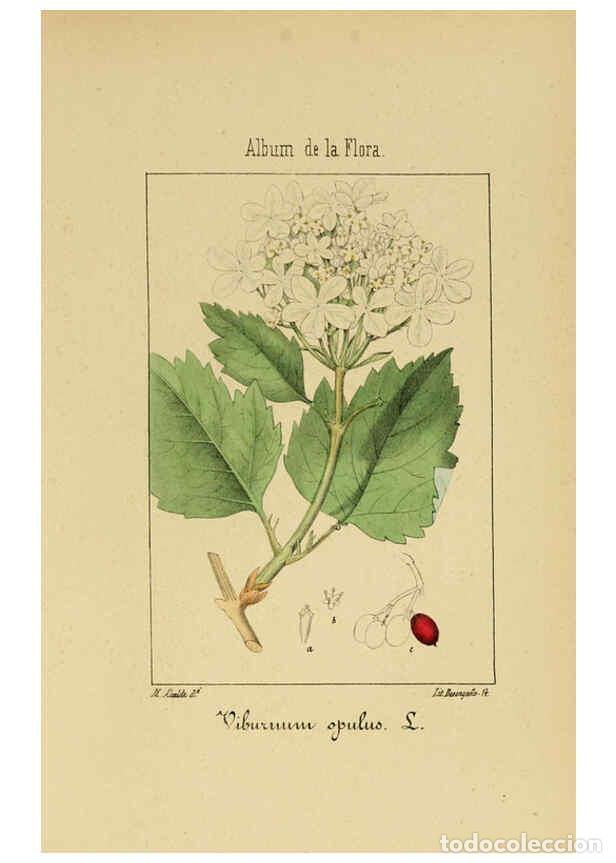 Collection Magazines and Newspapers: Reproducci&oacute;n/Reproduction 6011786135: Album de la flora m&eacute;dico-farmac&eacute;utica &eacute; industrial, ind&iacute;gena y