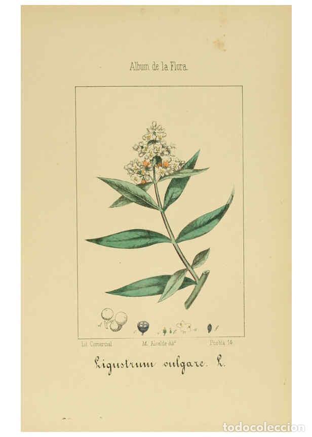 Collection Magazines and Newspapers: Reproducci&oacute;n/Reproduction 6011798025: Album de la flora m&eacute;dico-farmac&eacute;utica &eacute; industrial, ind&iacute;gena y