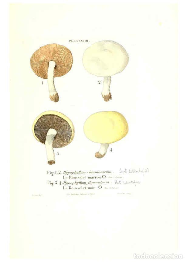 Collection Magazines and Newspapers: Reproducci&oacute;n/Reproduction 6266967870: Iconographie des champignons de Paulet New York,H. Bailli&egrave;re;