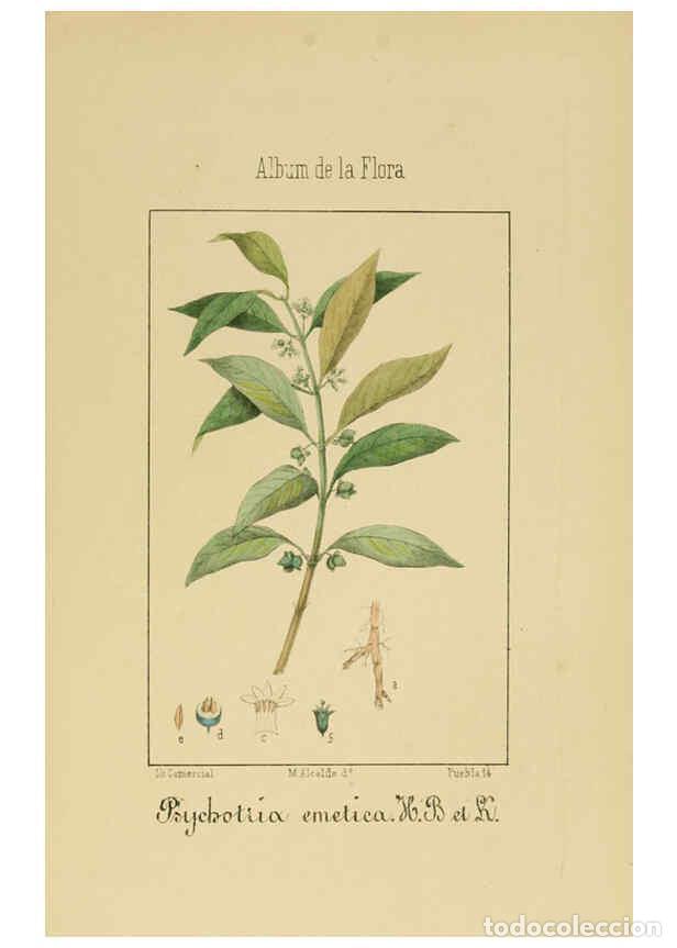 Collection Magazines and Newspapers: Reproducci&oacute;n/Reproduction 6011787903: Album de la flora m&eacute;dico-farmac&eacute;utica &eacute; industrial, ind&iacute;gena y