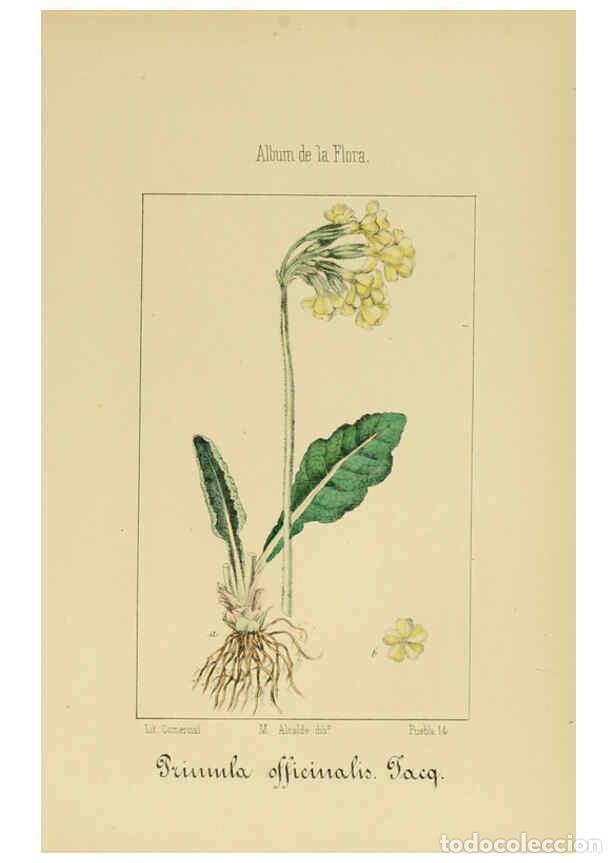 Collection Magazines and Newspapers: Reproducci&oacute;n/Reproduction 6012343914: Album de la flora m&eacute;dico-farmac&eacute;utica &eacute; industrial, ind&iacute;gena y