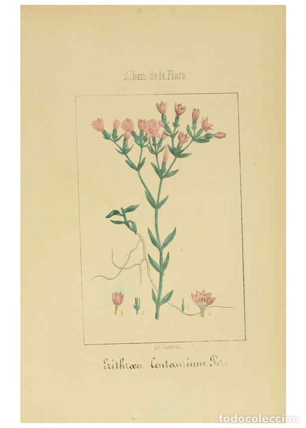 Collection Magazines and Newspapers: Reproducci&oacute;n/Reproduction 6011799429: Album de la flora m&eacute;dico-farmac&eacute;utica &eacute; industrial, ind&iacute;gena y