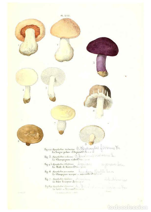 Collection Magazines and Newspapers: Reproducci&oacute;n/Reproduction 6266440987: Iconographie des champignons de Paulet New York,H. Bailli&egrave;re;