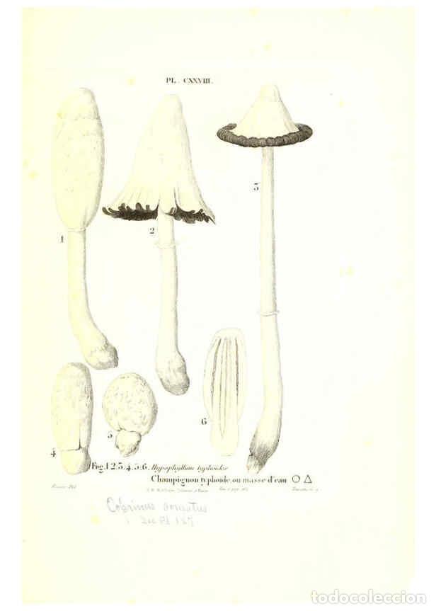 Collection Magazines and Newspapers: Reproducci&oacute;n/Reproduction 6266448189: Iconographie des champignons de Paulet New York,H. Bailli&egrave;re;