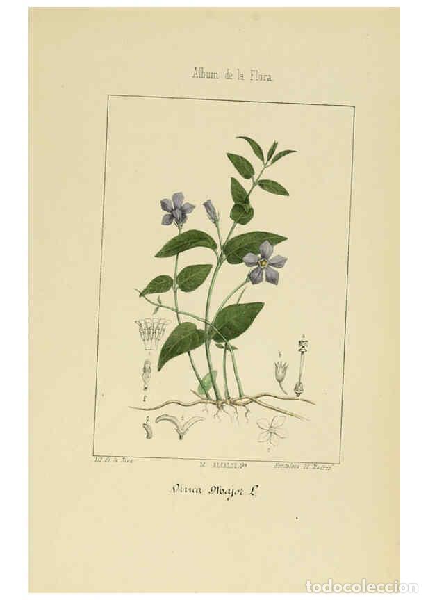 Collection Magazines and Newspapers: Reproducci&oacute;n/Reproduction 6011798245: Album de la flora m&eacute;dico-farmac&eacute;utica &eacute; industrial, ind&iacute;gena y