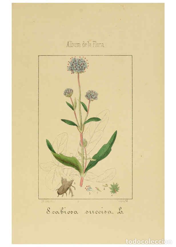 Collection Magazines and Newspapers: Reproducci&oacute;n/Reproduction 6011789409: Album de la flora m&eacute;dico-farmac&eacute;utica &eacute; industrial, ind&iacute;gena y