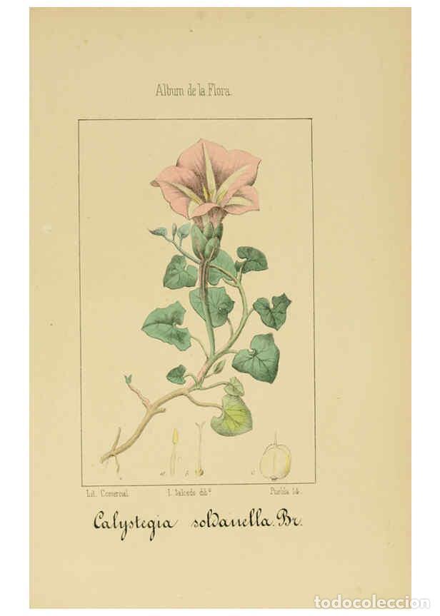 Collection Magazines and Newspapers: Reproducci&oacute;n/Reproduction 6012347548: Album de la flora m&eacute;dico-farmac&eacute;utica &eacute; industrial, ind&iacute;gena y