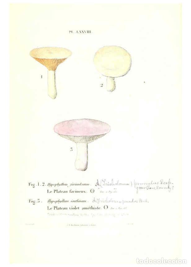 Collection Magazines and Newspapers: Reproducci&oacute;n/Reproduction 6266438199: Iconographie des champignons de Paulet New York,H. Bailli&egrave;re;