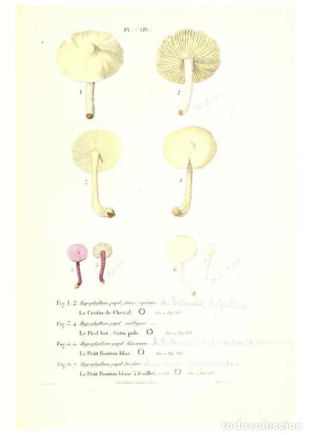 Collection Magazines and Newspapers: Reproducci&oacute;n/Reproduction 6266445325: Iconographie des champignons de Paulet New York,H. Bailli&egrave;re;