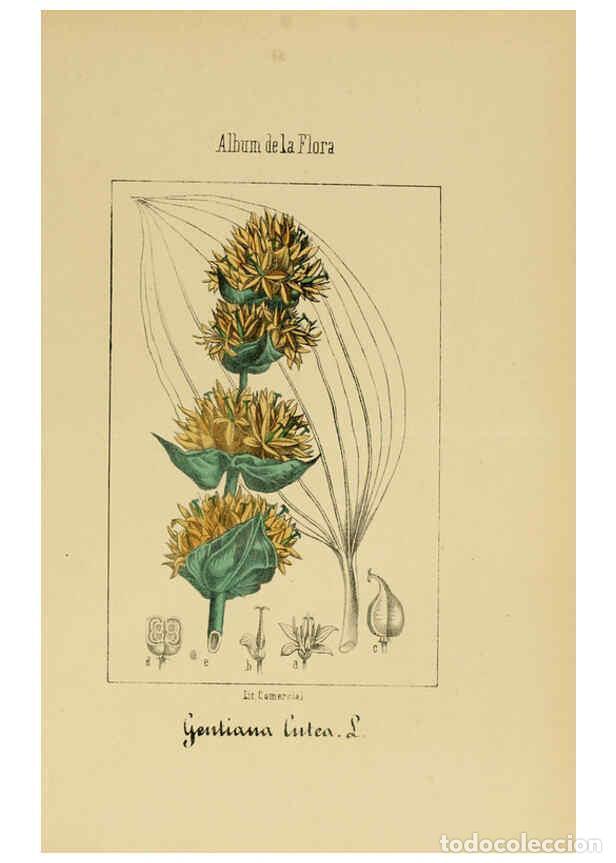 Collection Magazines and Newspapers: Reproducci&oacute;n/Reproduction 6011799677: Album de la flora m&eacute;dico-farmac&eacute;utica &eacute; industrial, ind&iacute;gena y