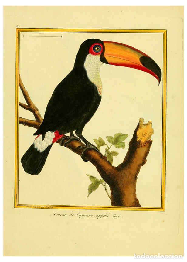 Collection Magazines and Newspapers: Reproducci&oacute;n/Reproduction 6008655369: Planches enlumin&eacute;es d'histoire naturelle t.1 Paris? :s.n.,1765