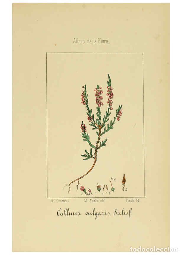 Collection Magazines and Newspapers: Reproducci&oacute;n/Reproduction 6011796359: Album de la flora m&eacute;dico-farmac&eacute;utica &eacute; industrial, ind&iacute;gena y