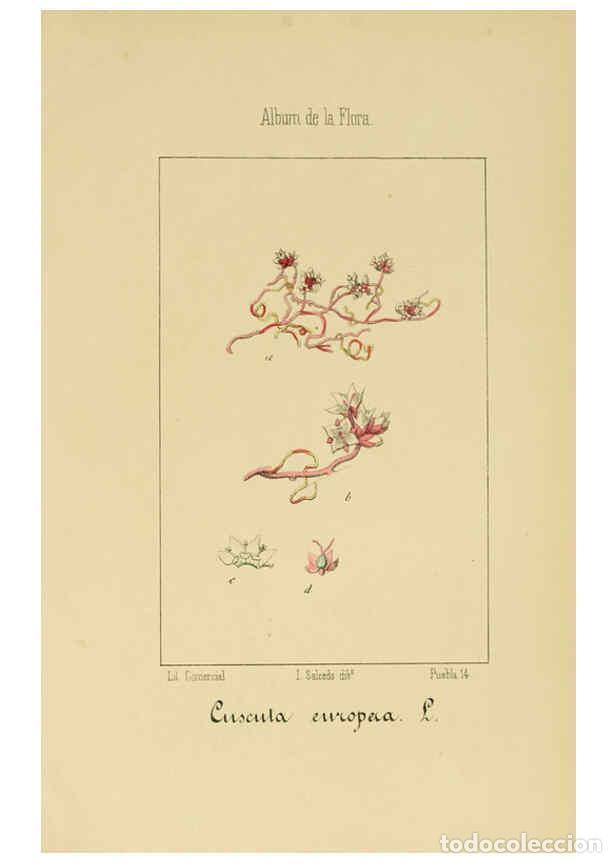 Collection Magazines and Newspapers: Reproducci&oacute;n/Reproduction 6012348174: Album de la flora m&eacute;dico-farmac&eacute;utica &eacute; industrial, ind&iacute;gena y