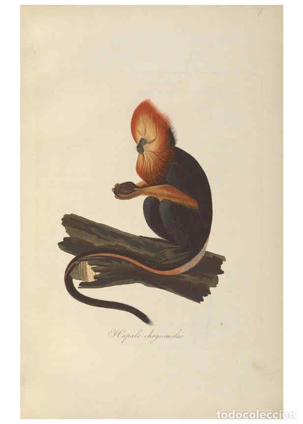 Collection Magazines and Newspapers: Reproducci&oacute;n/Reproduction 6011856823: Abbildungen zur Naturgeschichte Brasiliens Weimar :im Verlage