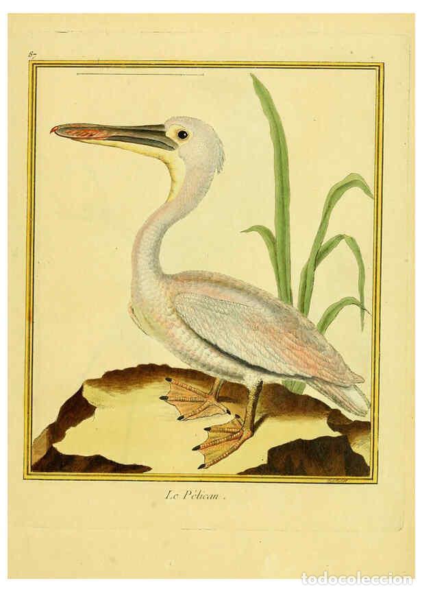 Collection Magazines and Newspapers: Reproducci&oacute;n/Reproduction 6009205748: Planches enlumin&eacute;es d'histoire naturelle t.1 Paris? :s.n.,1765