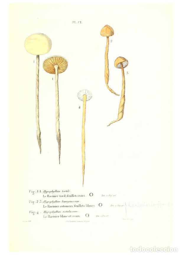 Collection Magazines and Newspapers: Reproducci&oacute;n/Reproduction 6266970722: Iconographie des champignons de Paulet New York,H. Bailli&egrave;re;