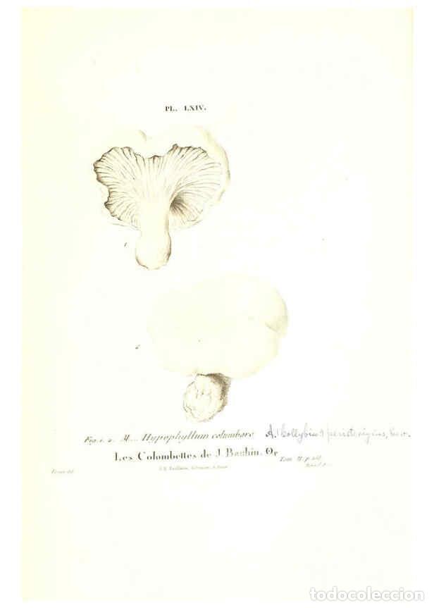 Collection Magazines and Newspapers: Reproducci&oacute;n/Reproduction 6266963776: Iconographie des champignons de Paulet New York,H. Bailli&egrave;re;