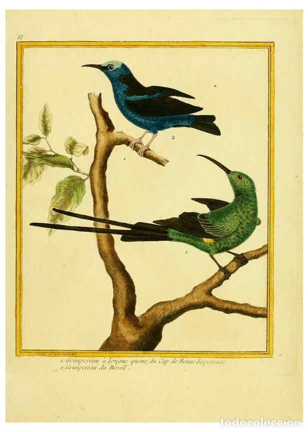 Collection Magazines and Newspapers: Reproducci&oacute;n/Reproduction 6008655637: Planches enlumin&eacute;es d'histoire naturelle t.1 Paris? :s.n.,1765