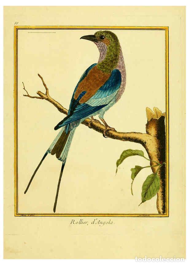 Collection Magazines and Newspapers: Reproducci&oacute;n/Reproduction 6008657073: Planches enlumin&eacute;es d'histoire naturelle t.1 Paris? :s.n.,1765