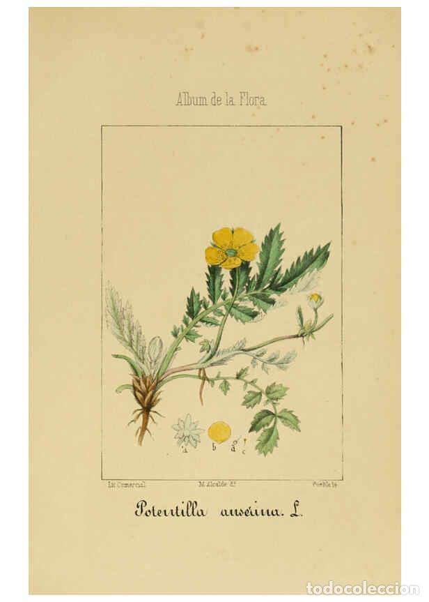 Coleccionismo de Revistas y Peri&oacute;dicos: Reproducci&oacute;n/Reproduction 6011701359: Album de la flora m&eacute;dico-farmac&eacute;utica &eacute; industrial, ind&iacute;gena y